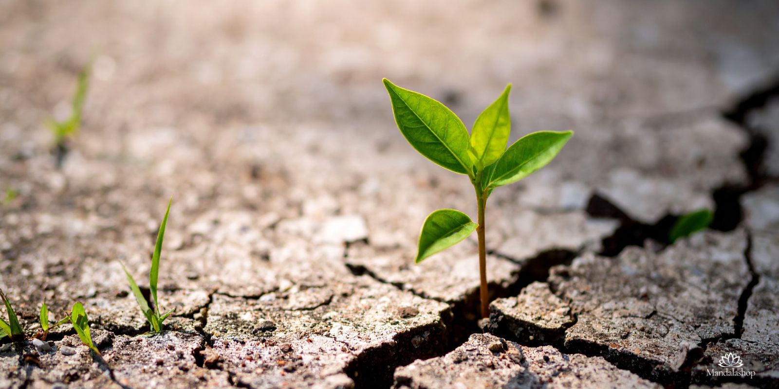Giovane germoglio verde che spunta da un terreno arido e screpolato, simbolo di rinnovamento e di trasformazione delle coscienze.