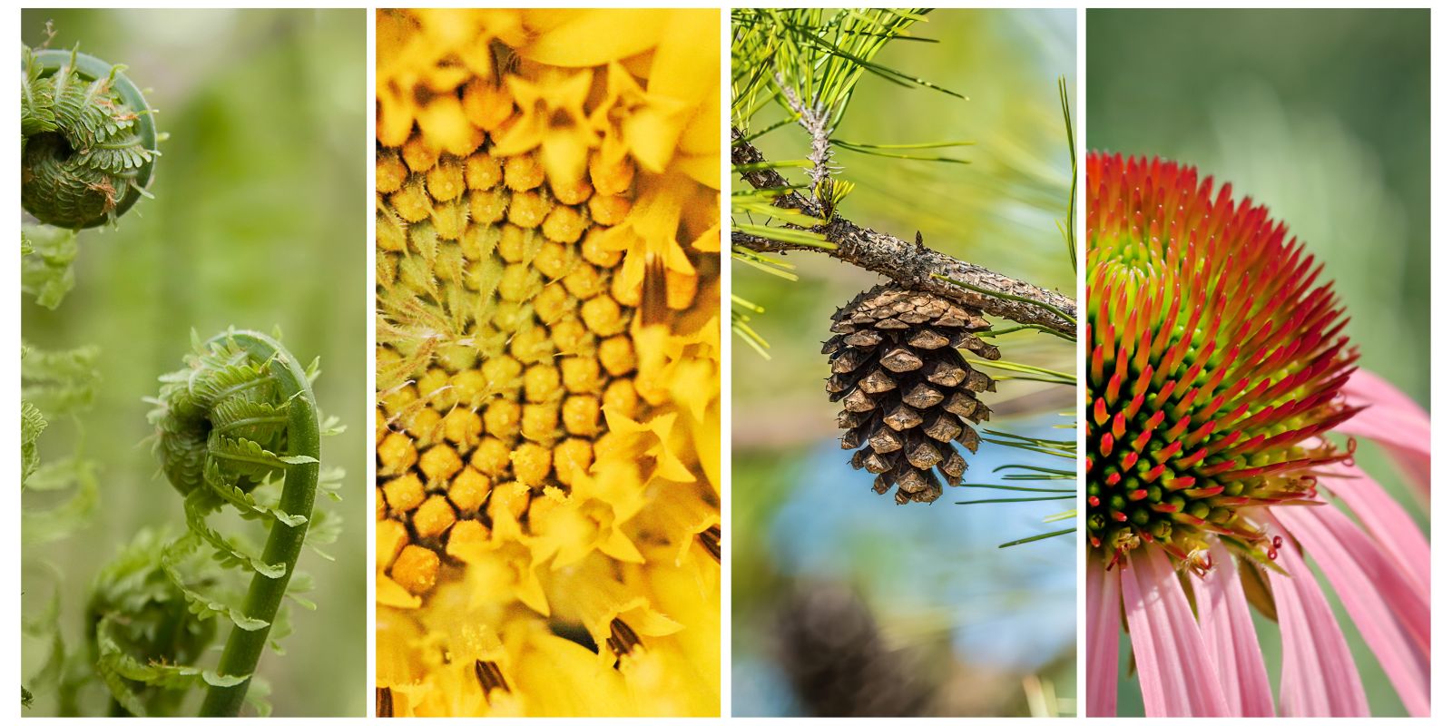 Elements of nature illustrating sacred geometry: flowers, shells, honeycombs, crystals, and natural spirals