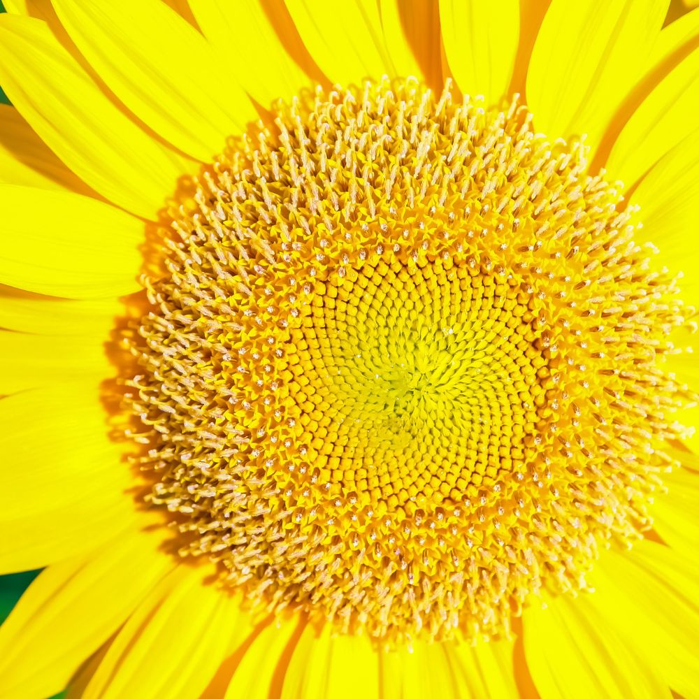 Close-up of a sunflower illustrating the Fibonacci spiral and geometric patterns found in nature.