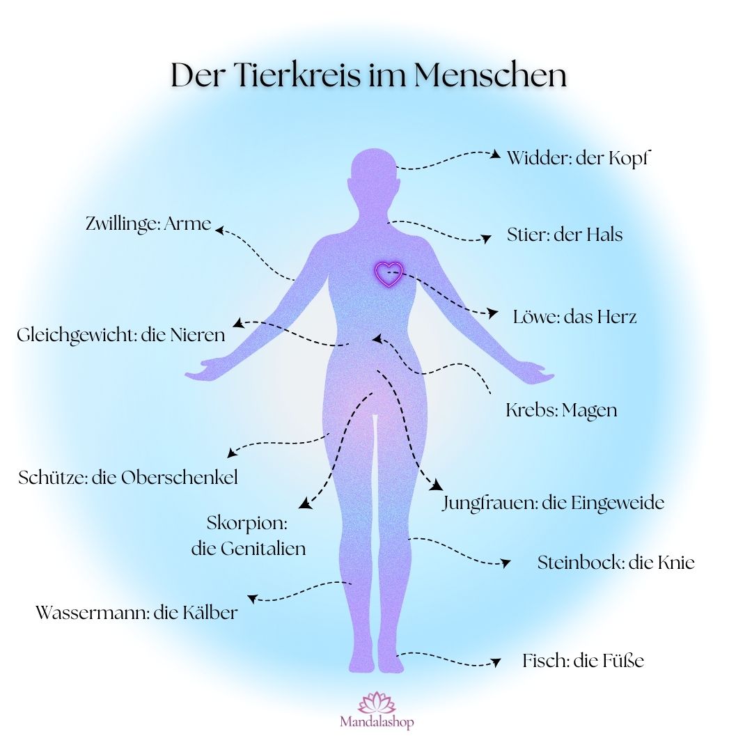 zodiakale entsprechung menschlicher körper