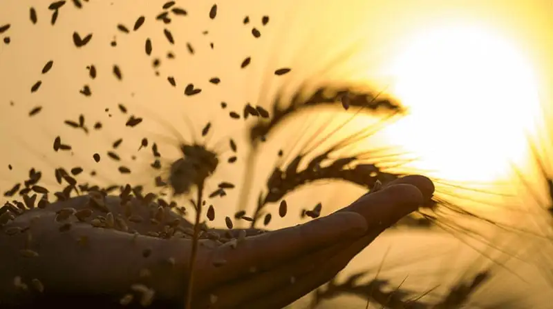 Hand picking up grains of wheat, symbolizing harvest, abundance, and prosperity