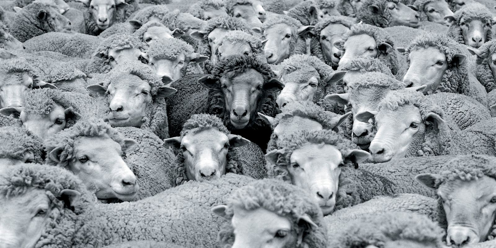 Troupeau de moutons blancs avec un mouton noir au centre, symbolisant l'unicité et la différence au sein d'un groupe