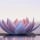 Lotus flower: do you know the (true) meaning of this symbol?